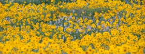 Field  of Wildflowers
