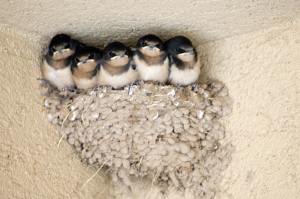 Nesting Barn Swallows 