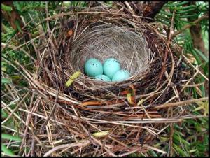 Chipping Sparrow Nest with Eggs