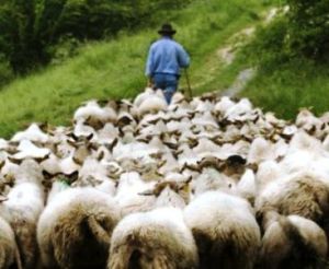 shepherd%20leading%20sheep[1]