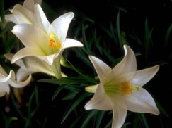new_easter_lilies[1]