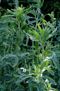 Wormwood Growing in the Wild