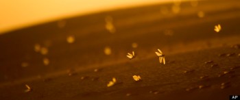 Locusts arrive in Israel in spring 2013