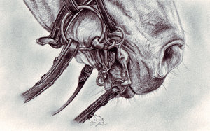 Bridle_bit_by_Fjallira[1]