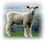Lamb_of_God_sm