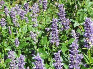 giant_hyssop_large[1]