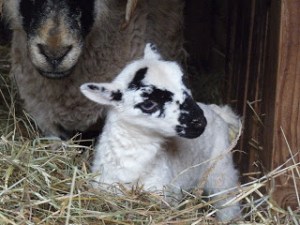 noara_lambMarch3_12[1]