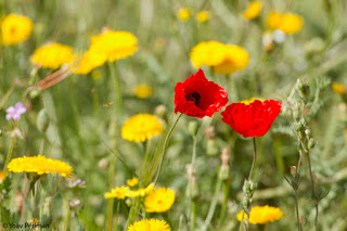  Judean desert in bloom