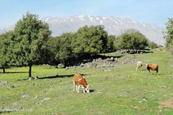 Cows of Bashan and Mount Hermon
