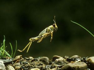locust_616_600x450[1]