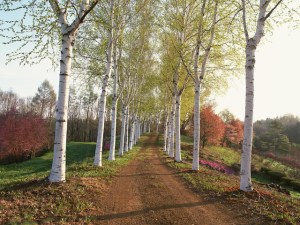 pathway between trees