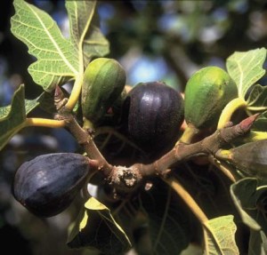 figs