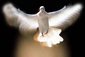 holy spirit dove