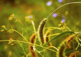 weeds and wheat