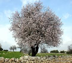 An Almond Tree
