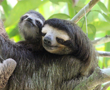 Bradypus-apple-and-pie_B-Cliffe_032515