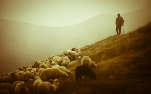 good shepherd