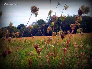 matthew_6_25_34_by_hopedreamer17-d2yj65t