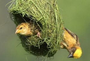 Why-do-birds-build-nest1