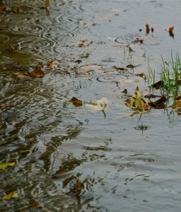 A fruitful summer rain