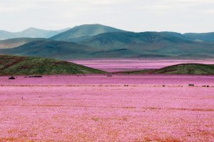 atacama flowers
