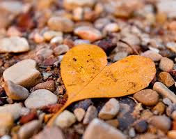 heart leaf on stone