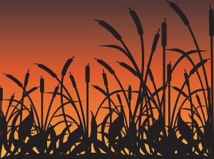 Kim French: Bull Rushes