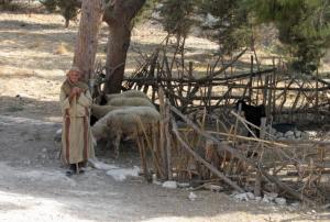 A shepherd at his sheep gate near Nazareth